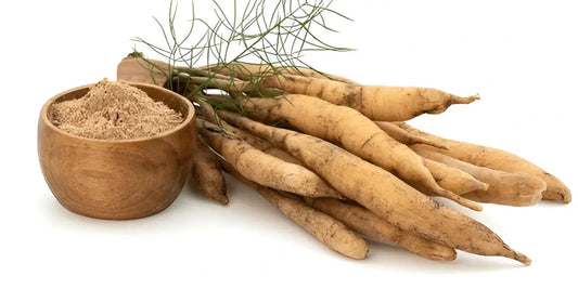 Shatavari Benefit Female Fertility