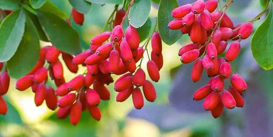 The Role of Berberine in Reproductive Health