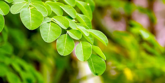 Is Moringa Good for Fertility in Men and women