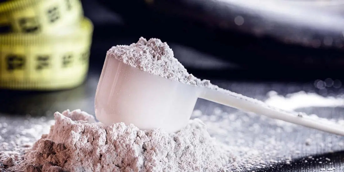 plant protein powder