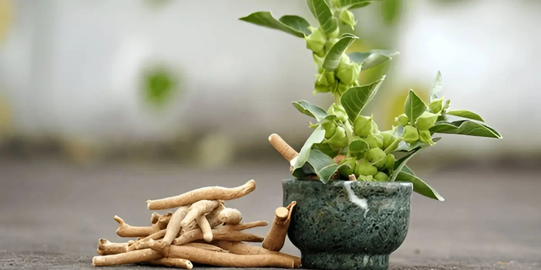 Ashwagandha Increase Testosterone