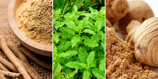 Adaptogenic Herbs