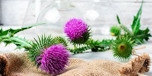 Milk Thistle