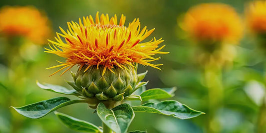 Rhodiola Rosea