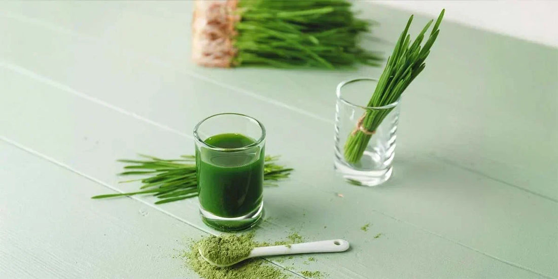 Ald Lizing Alkalizing Benefits of Wheatgrass in our body – Ultimate You