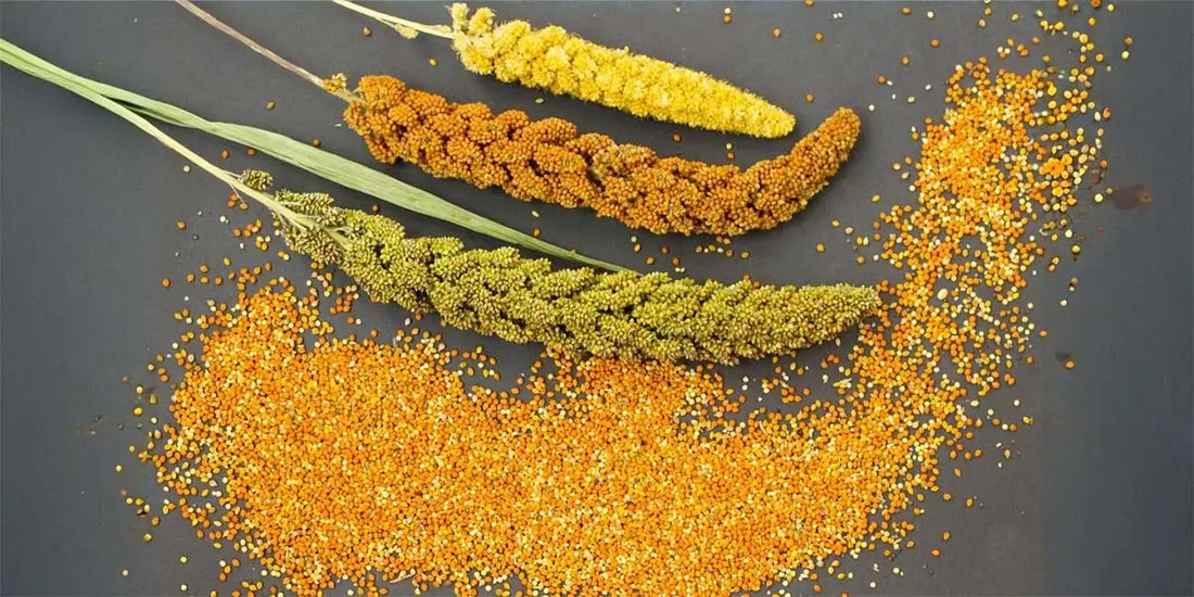 Fiber Rich Foods