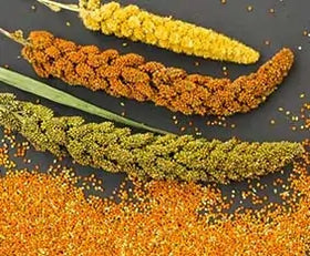 Fiber Rich Foods